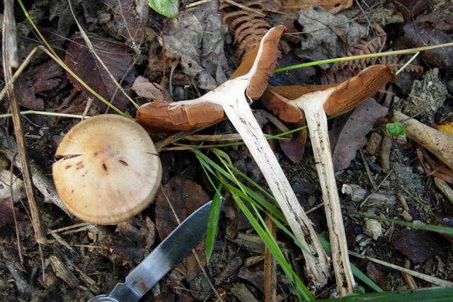 Entoloma?